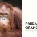 predator orang utan