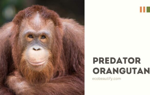 predator orang utan