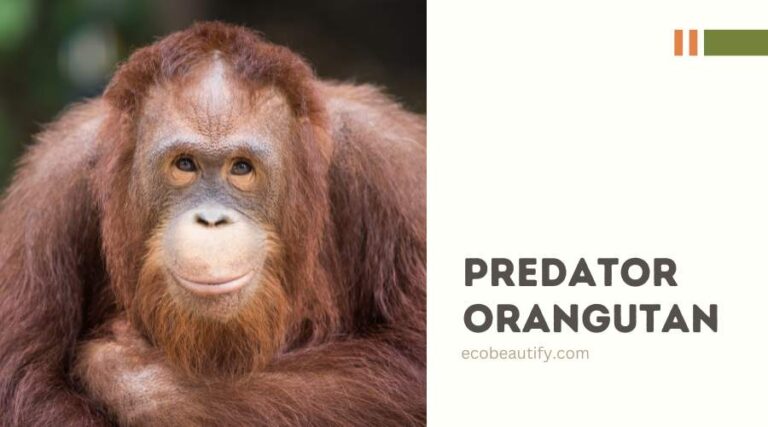 predator orang utan