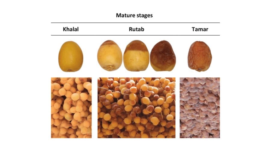 tahap kematangan kurma